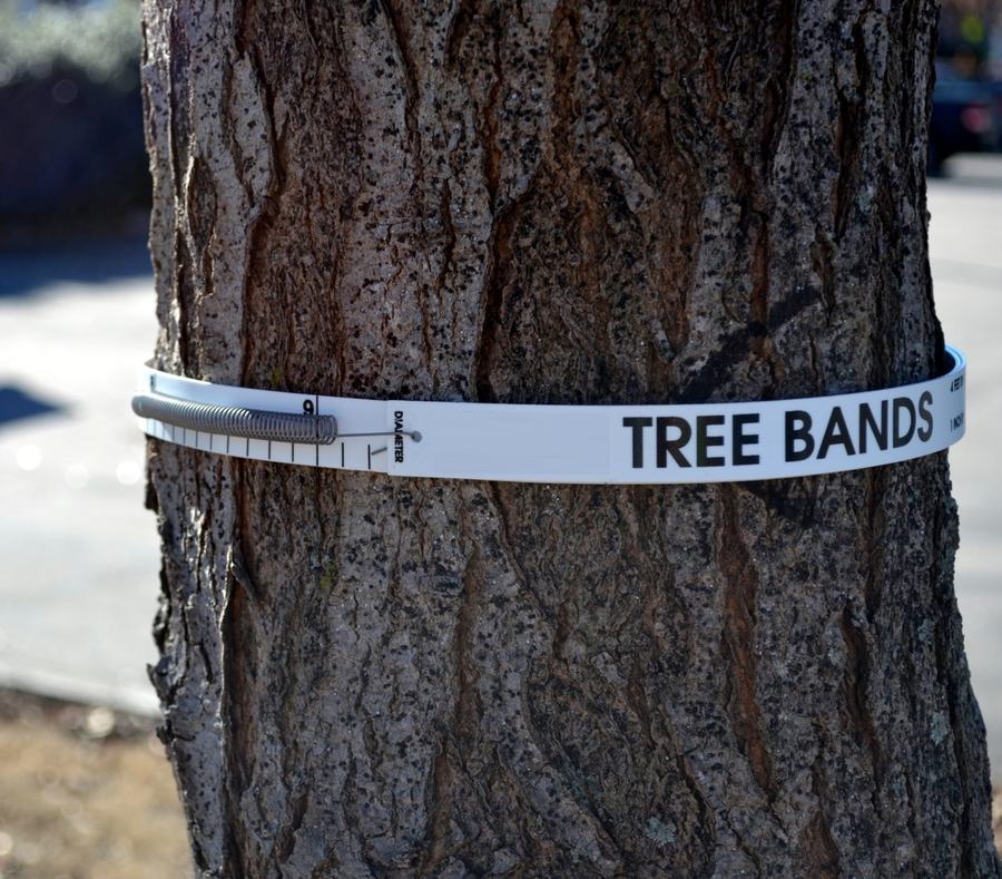A dendrometer wrapped around a tree 