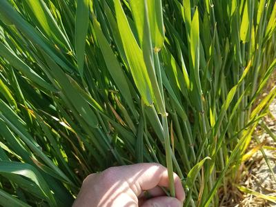 W010025 T1 variety at Lenoir on March 7th