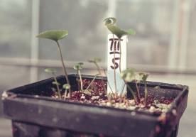 small plants in a pot