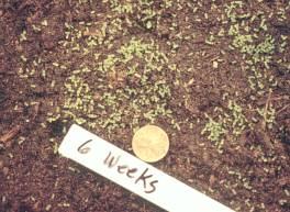 seedling growth at 6 weeks