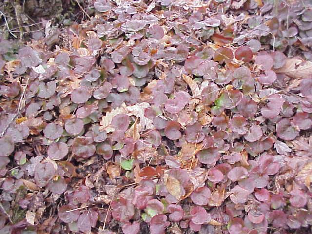 reddish bronze leaves 