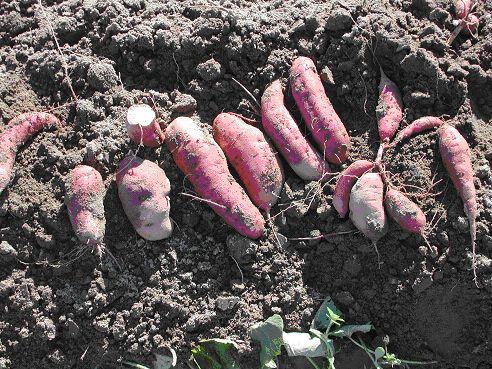 just harvested ‘Japanese’ sweet potatoes 