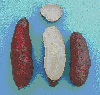 External and internal appearance of ‘Japanese' sweetpotatoes 