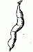Visual key showing Shape 7