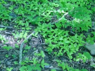 Ginseng seedlings showing excellent germination at John Carswell's site in Graham County