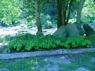 Goldenseal bed 