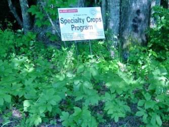 Goldenseal bed with Specialty Crops Program sign
