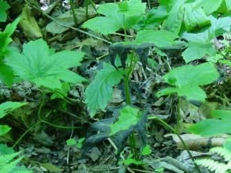 Goldenseal showing signs of disease