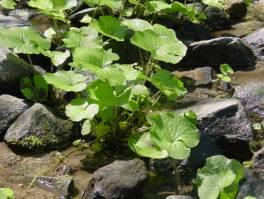 One-year-old wasabi plant