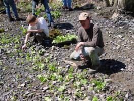 Planting wasabi