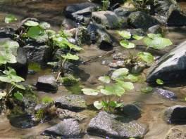 Healthy plants in slow-moving water