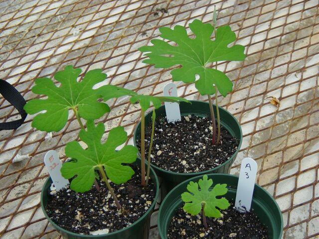plants growing in pots in greenhouse