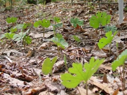 Bloodroot showing excellent emergence in propagation trials