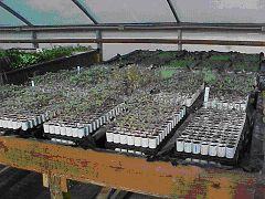 dune plant seedlings on bench in greenhouse