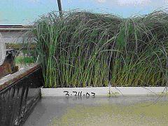 grasses 