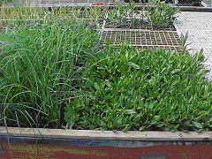 dune plants growing in greenhouse