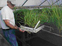 researcher holding flat of dune plants