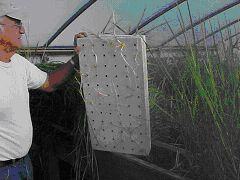 researcher looking at underside of flat of dune plants