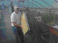 researcher carrying flat of dune grasses