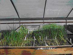 dune plants in flats on greenhouse bench