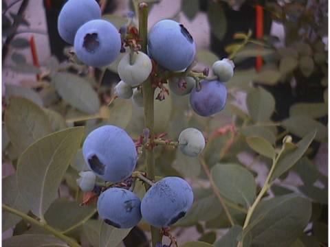 blueberries at different stages of ripeness