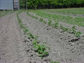 Delphiniums in the field early in the growing season