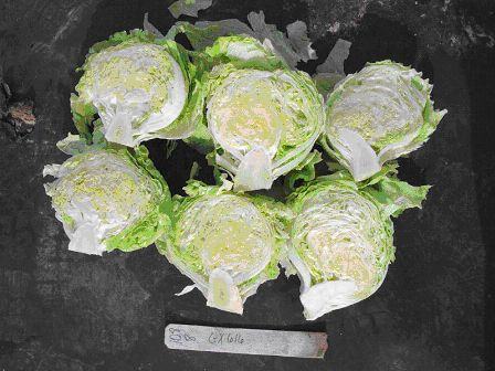 cross section of GX616 heads