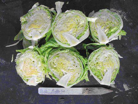 cross section of Mighty Joe heads