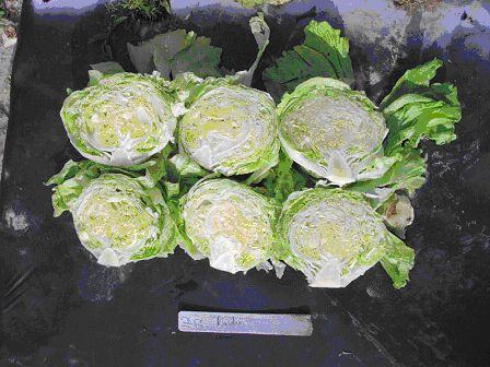 Cross section of Raider heads