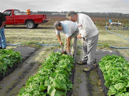 Tom Sheppard and Bill Jester determining when to harvest.