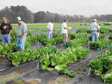 Farmers, Brad Taylor, and Station personnel during the Fall harvest.