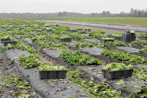 spring harvest of head lettuce