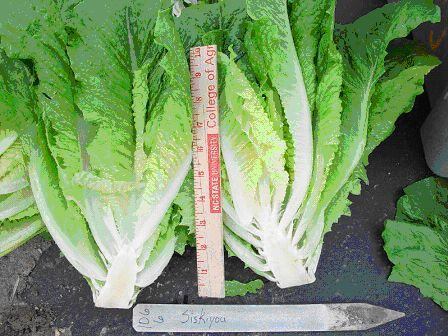 two Siskiyou lettuce heads