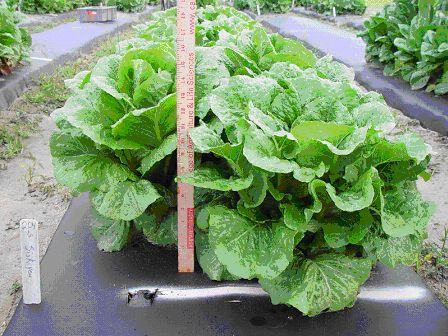 row of siskiyou lettuce