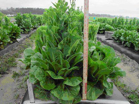 Panther showing bolting