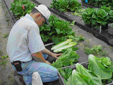 researcher measuring the flower stalk
