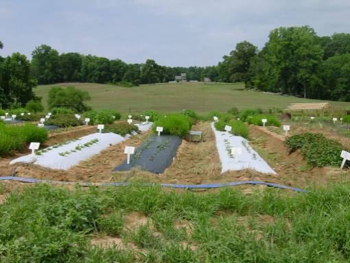 medicinal herbs planted under mulch