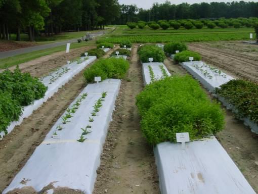 research plots with medicinal herbs planted under mulch