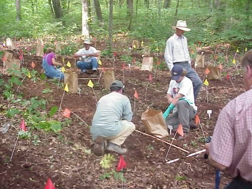 workers planting layout out and planting bloodroot 
