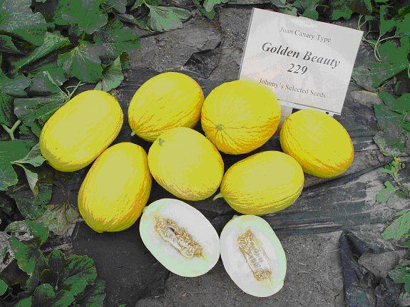  attractive juan canary or casaba type melons