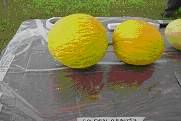 melons