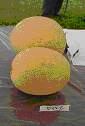 melons