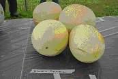 melons