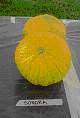 melons