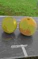 melons