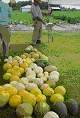 many kinds of melons
