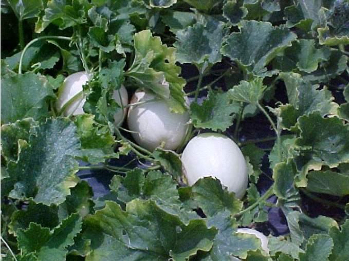 close up of vegetabes