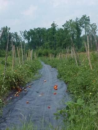 vegetables rows showing lots of weeds