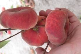 White fleshed NC peaches