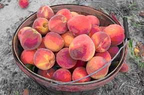basket of Yellow fleshed NC peaches